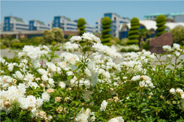 Heydər Əliyev parkı yaz fəslində